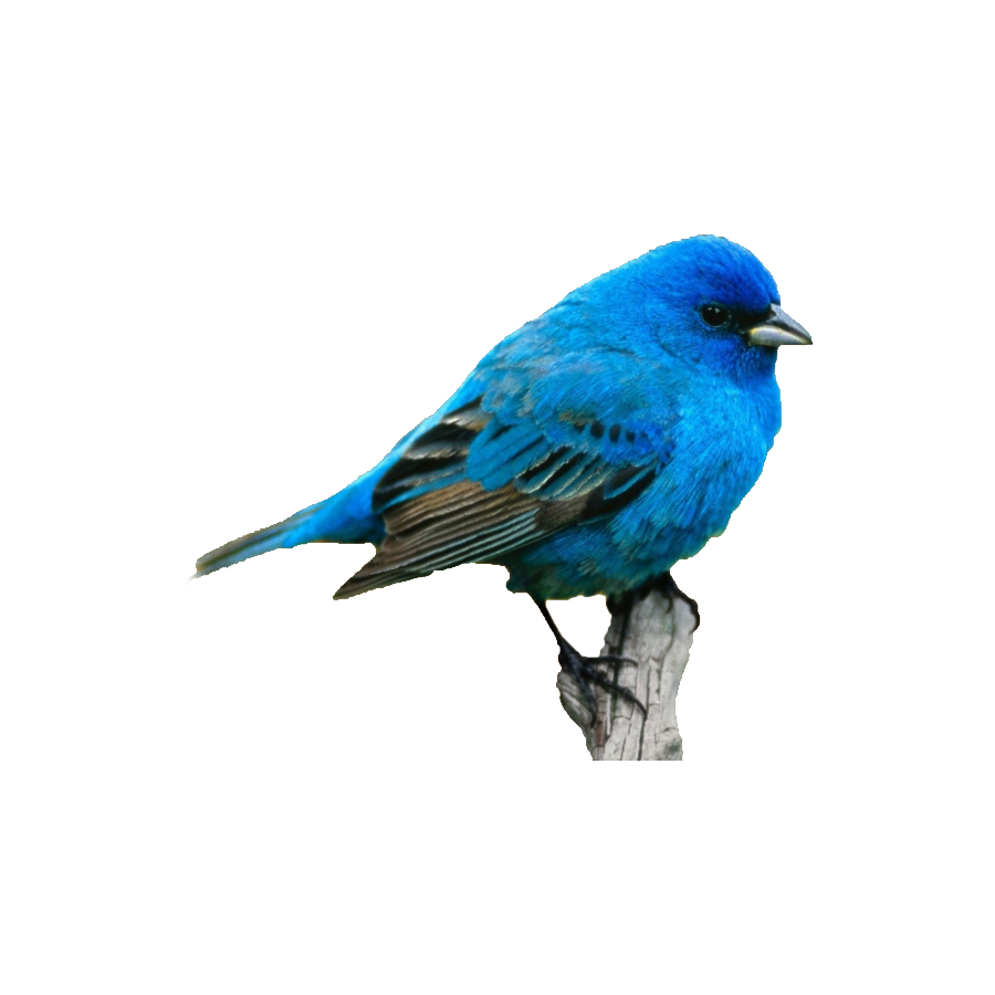 Eastern Bluebird Transparent Image