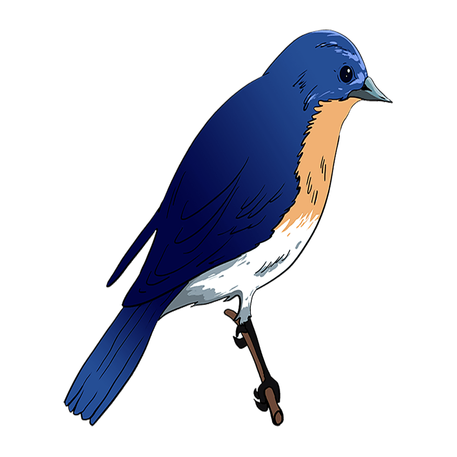 Eastern Bluebird Transparent Clipart