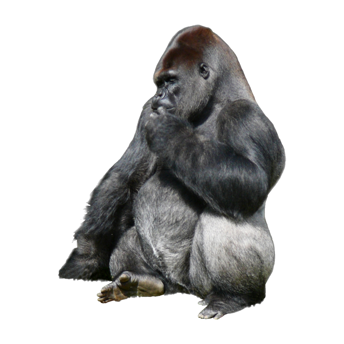 Eastern Lowland Gorilla Transparent Clipart