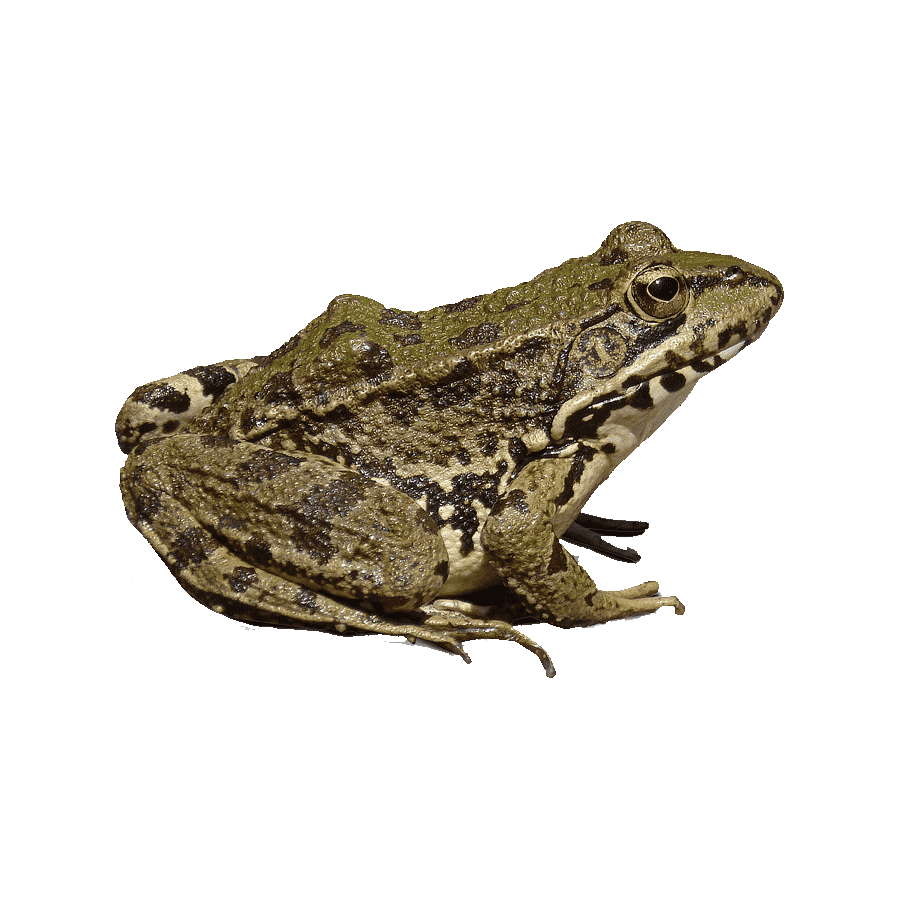 Edible Frog Transparent Picture