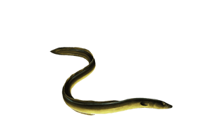 Eel Fish PNG