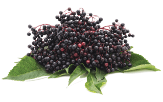 Elderberry PNG