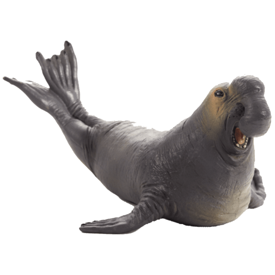 Elephant Seal Transparent Clipart