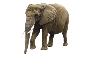 Elephant PNG