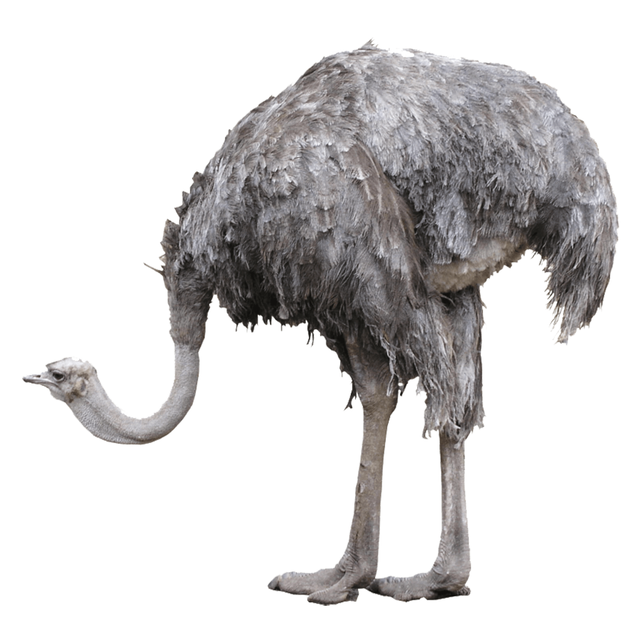 Emu Transparent Clipart