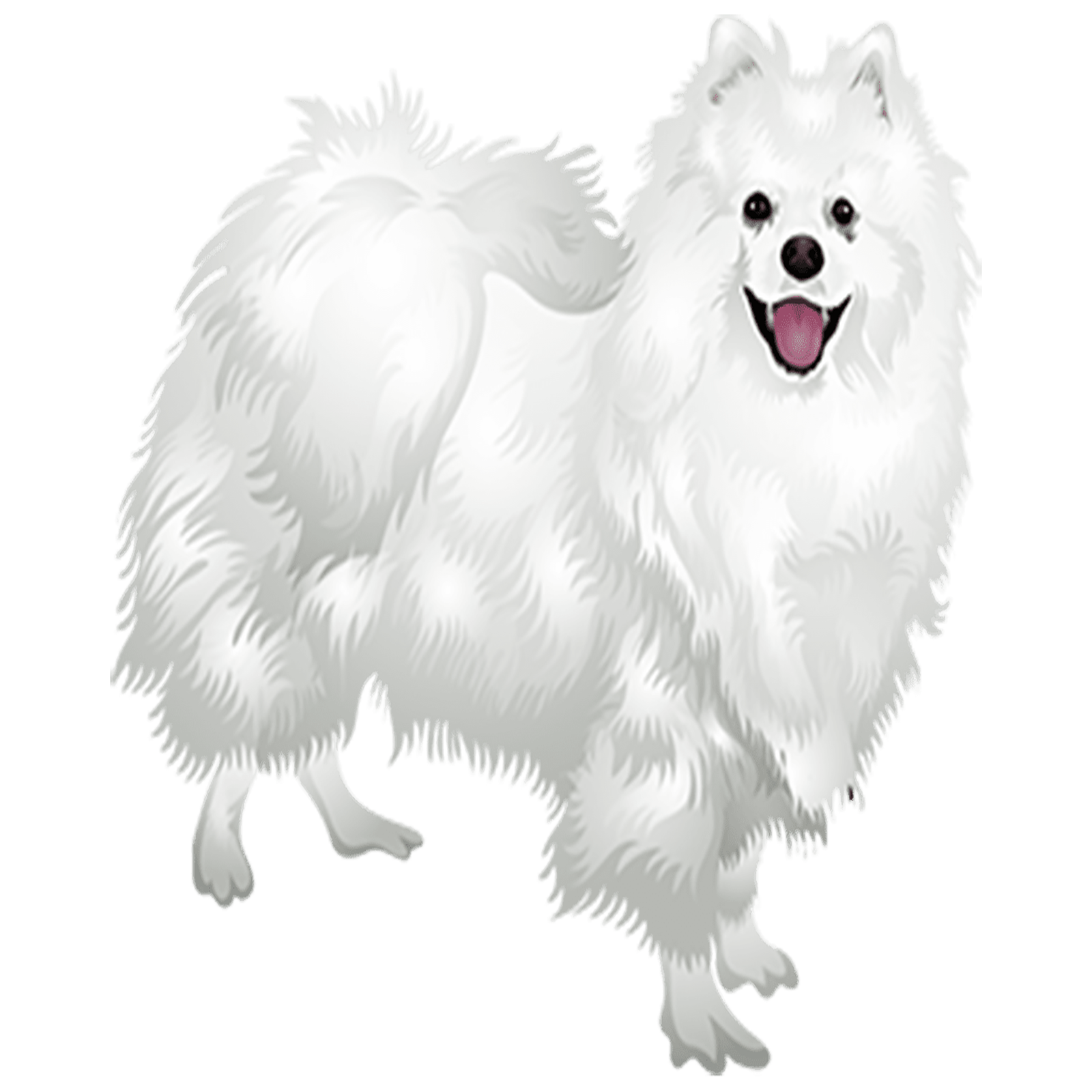 Eskimo Dog Transparent Image