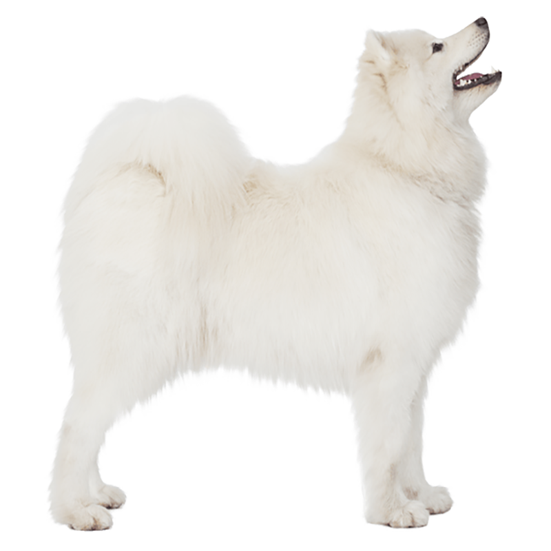 Eskimo Dog Transparent Picture