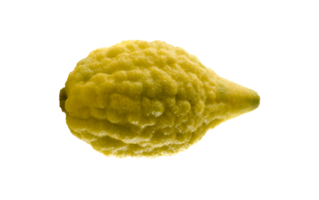 Etrog PNG