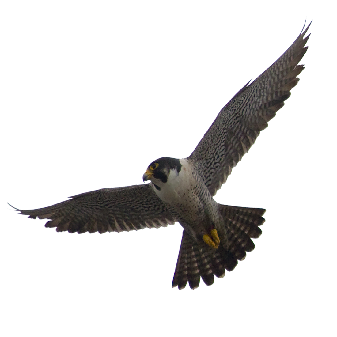 Falcon Transparent Picture