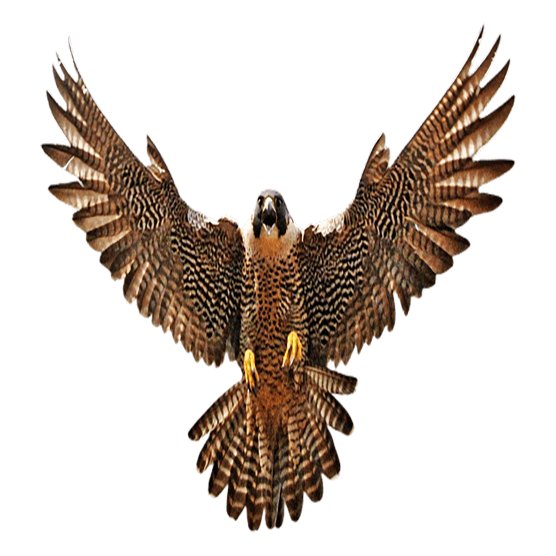 Falcon Transparent Clipart