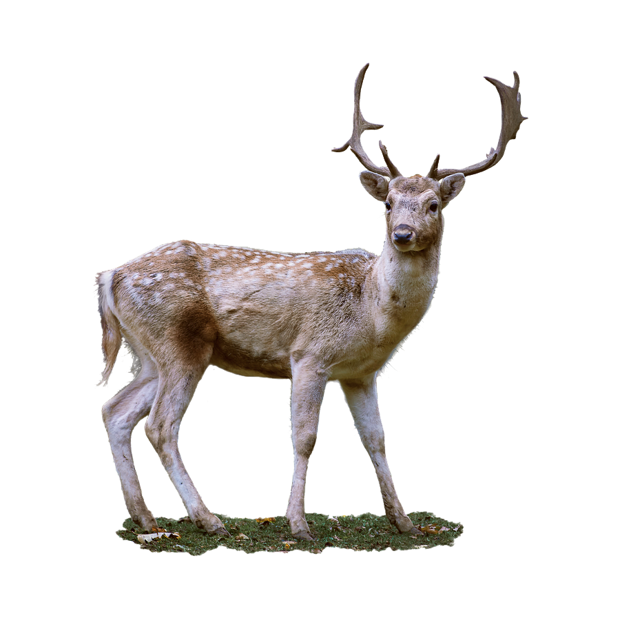 Fallow Deer Transparent Image