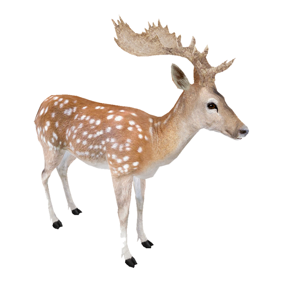 Fallow Deer Transparent Photo