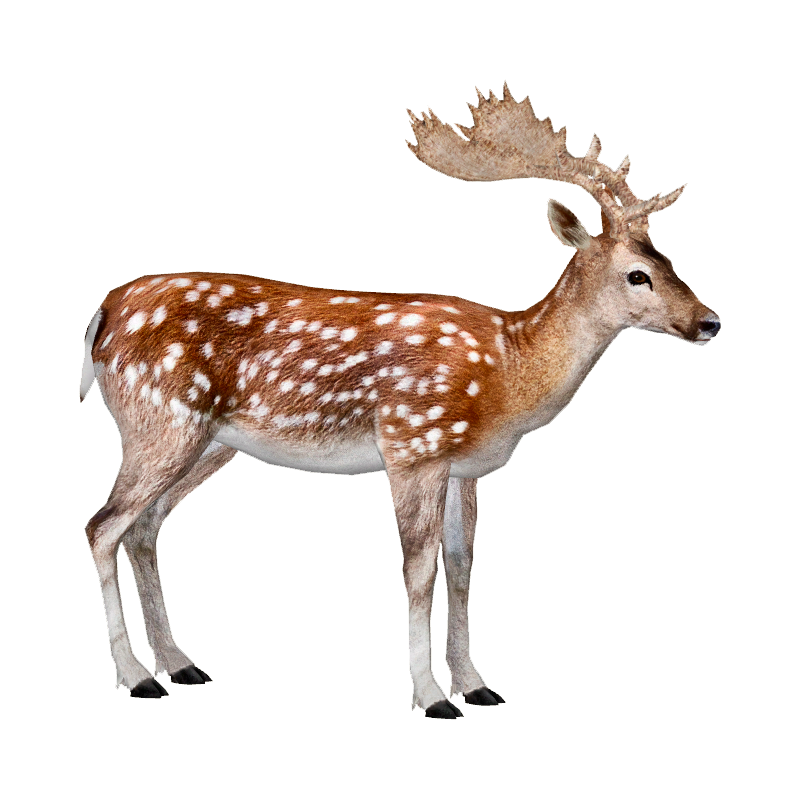 Fallow Deer Transparent Picture