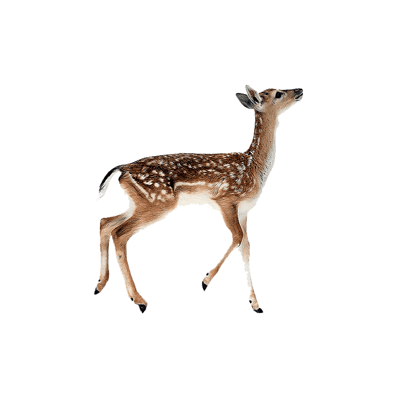 Fallow Deer Transparent Clipart