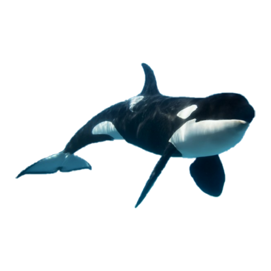 False Killer Whale Transparent Photo