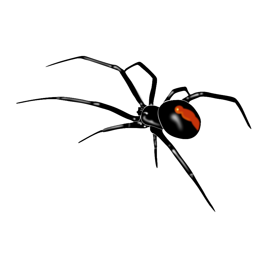 False Widow Spider Transparent Image