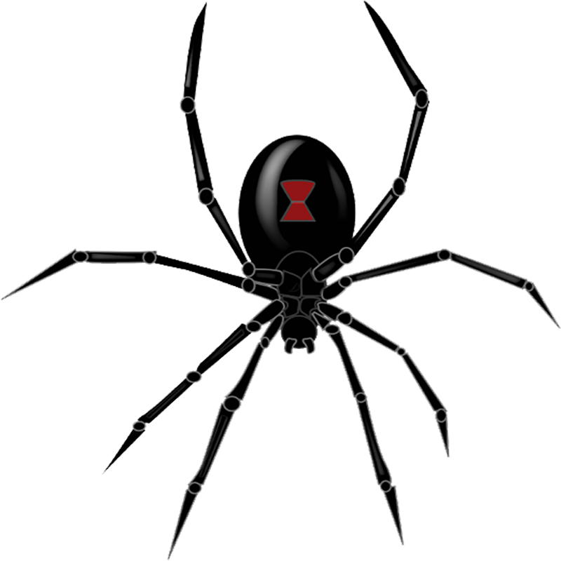 False Widow Spider Transparent Photo