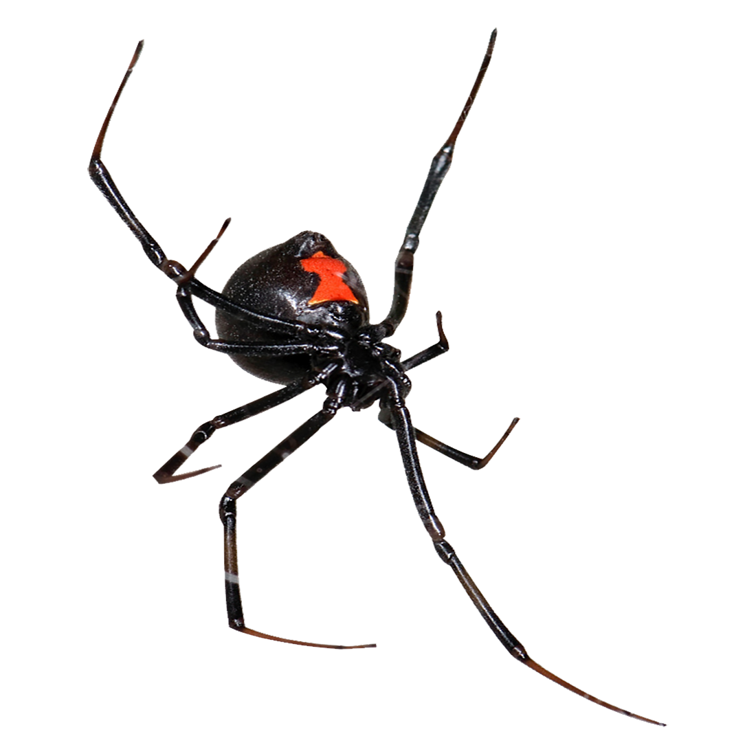 False Widow Spider Transparent Picture