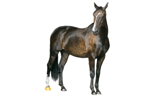 Farm Horse PNG