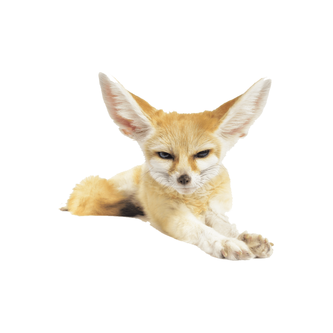 Fennec Fox Transparent Picture