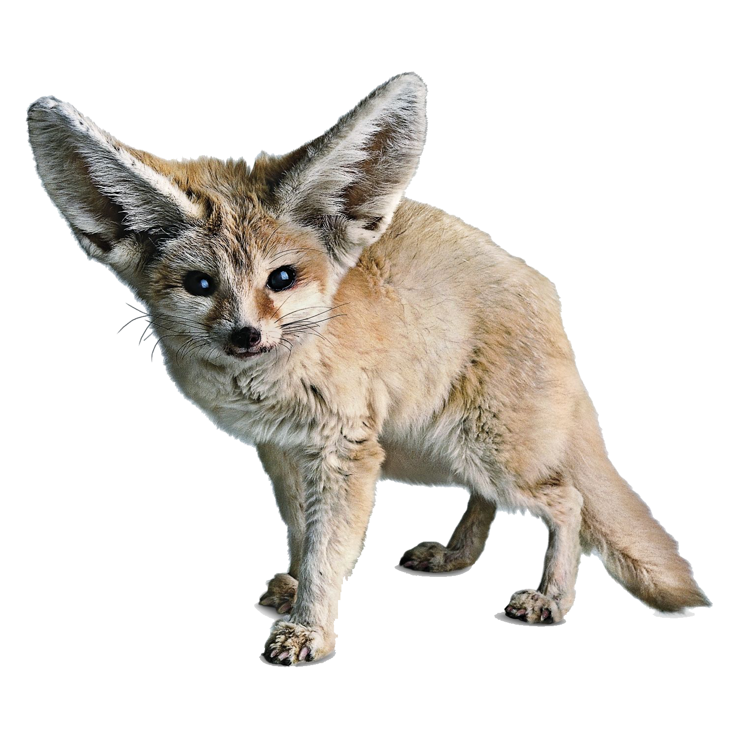 Fennec Fox Transparent Clipart