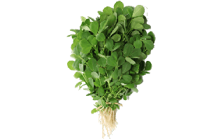 Fenugreek Leaf PNG