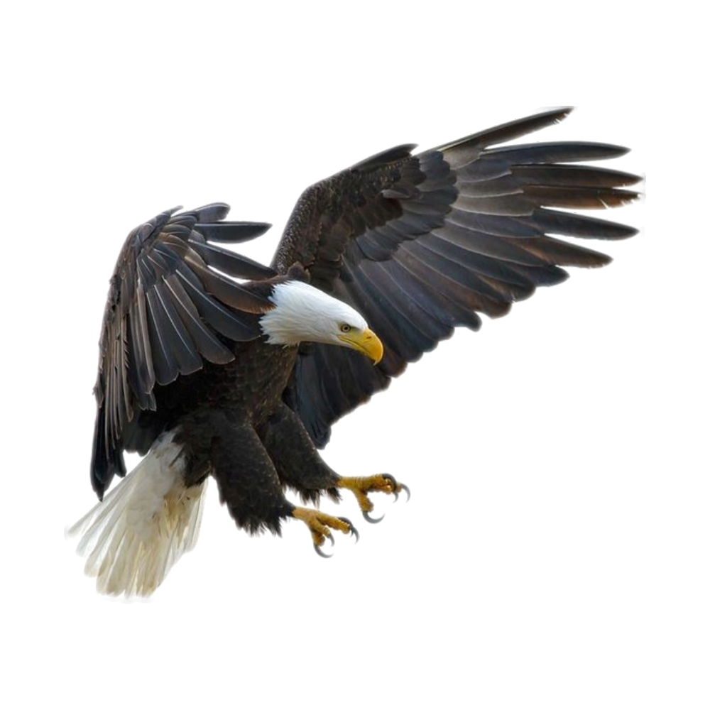 Ferruginous Hawk Transparent Image