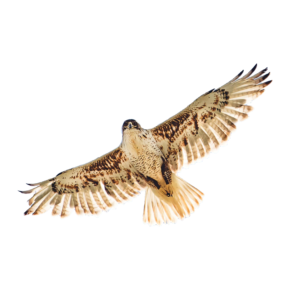 Ferruginous Hawk Transparent Clipart