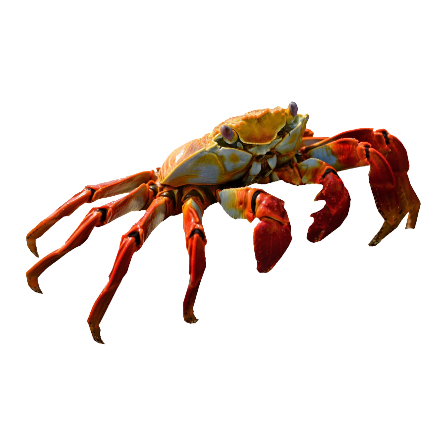 Fiddler Crab Transparent Image