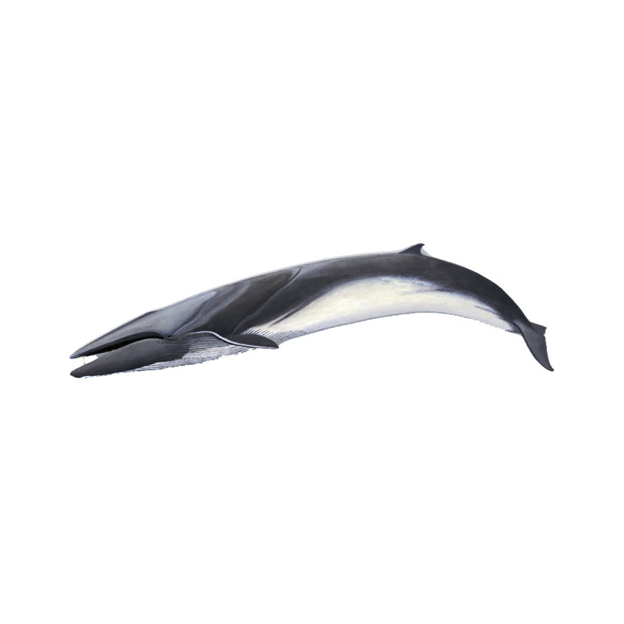 Fin Whale Transparent Image