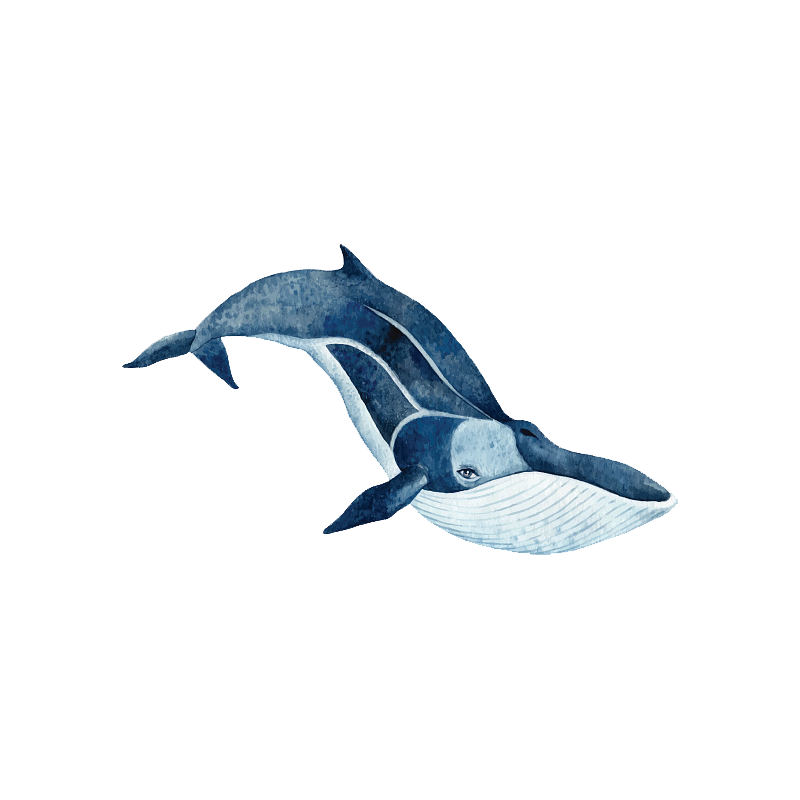 Fin Whale Transparent Clipart