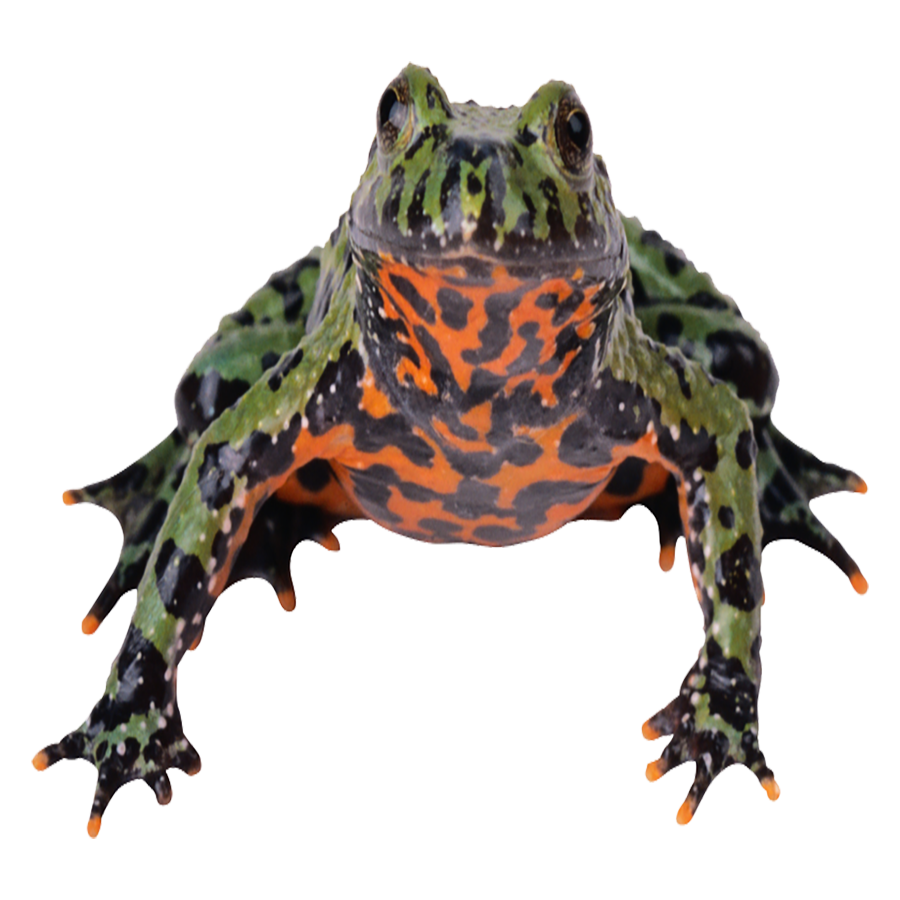 Fire Bellied Toad Transparent Image