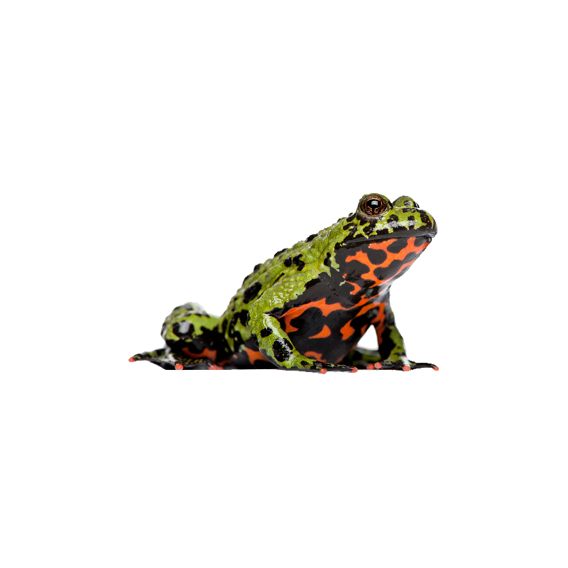 Fire Bellied Toad Transparent Photo