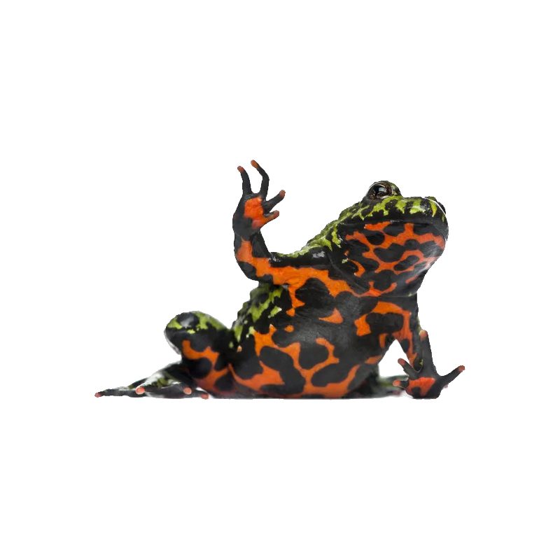 Fire Bellied Toad Transparent Picture