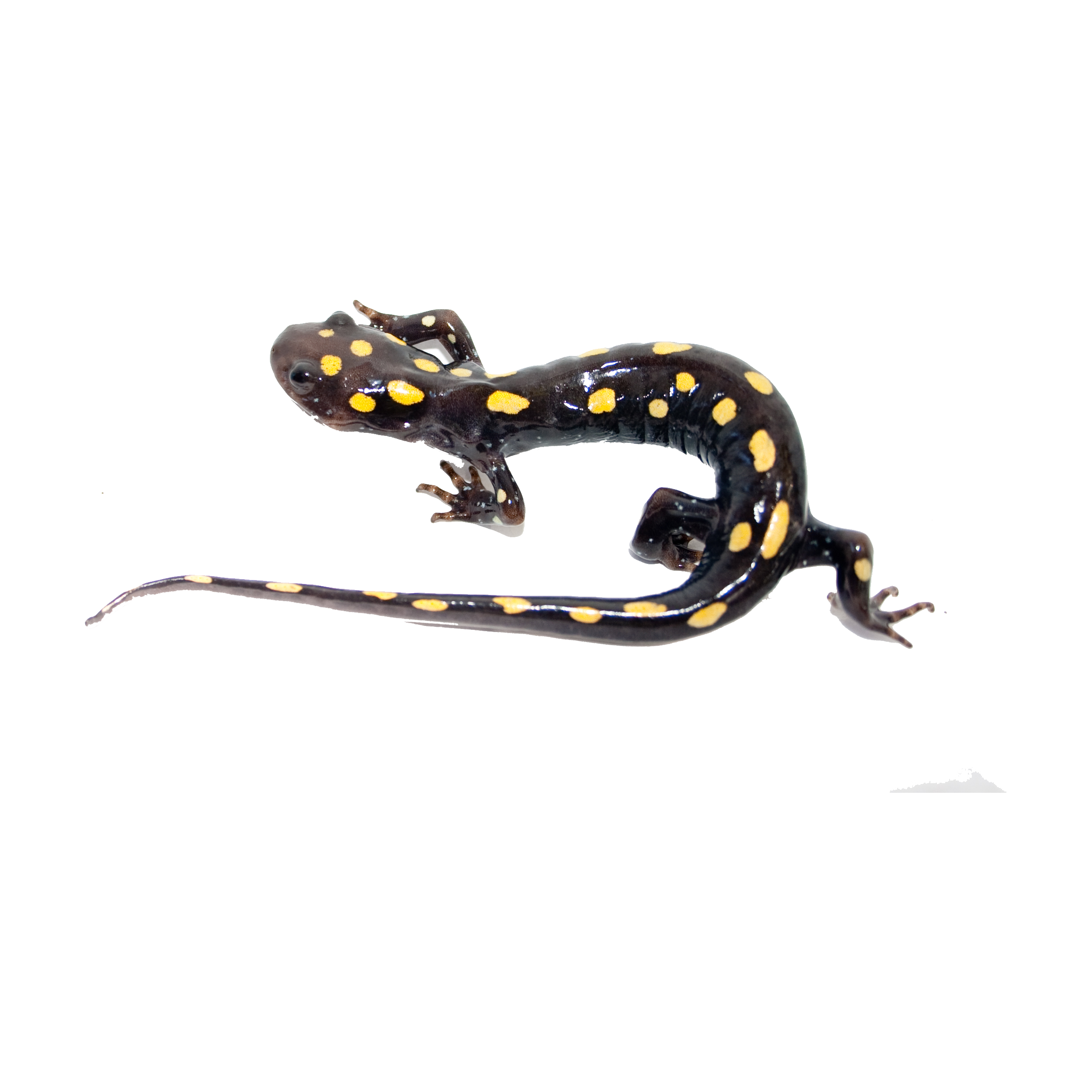 Fire Salamander Transparent Picture