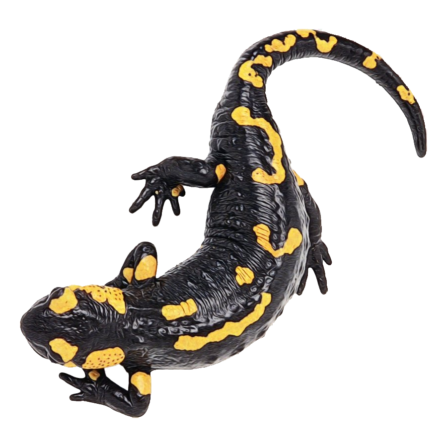 Fire Salamander Transparent Clipart