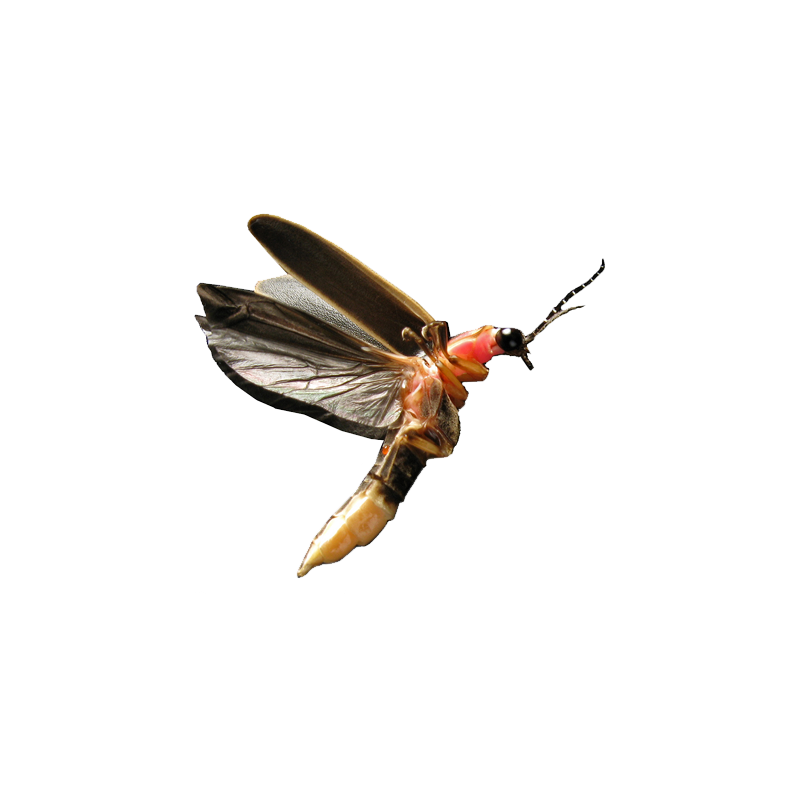 Firefly Transparent Image
