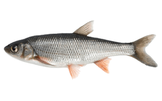 Fish PNG