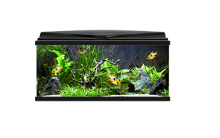 Fish Tank PNG