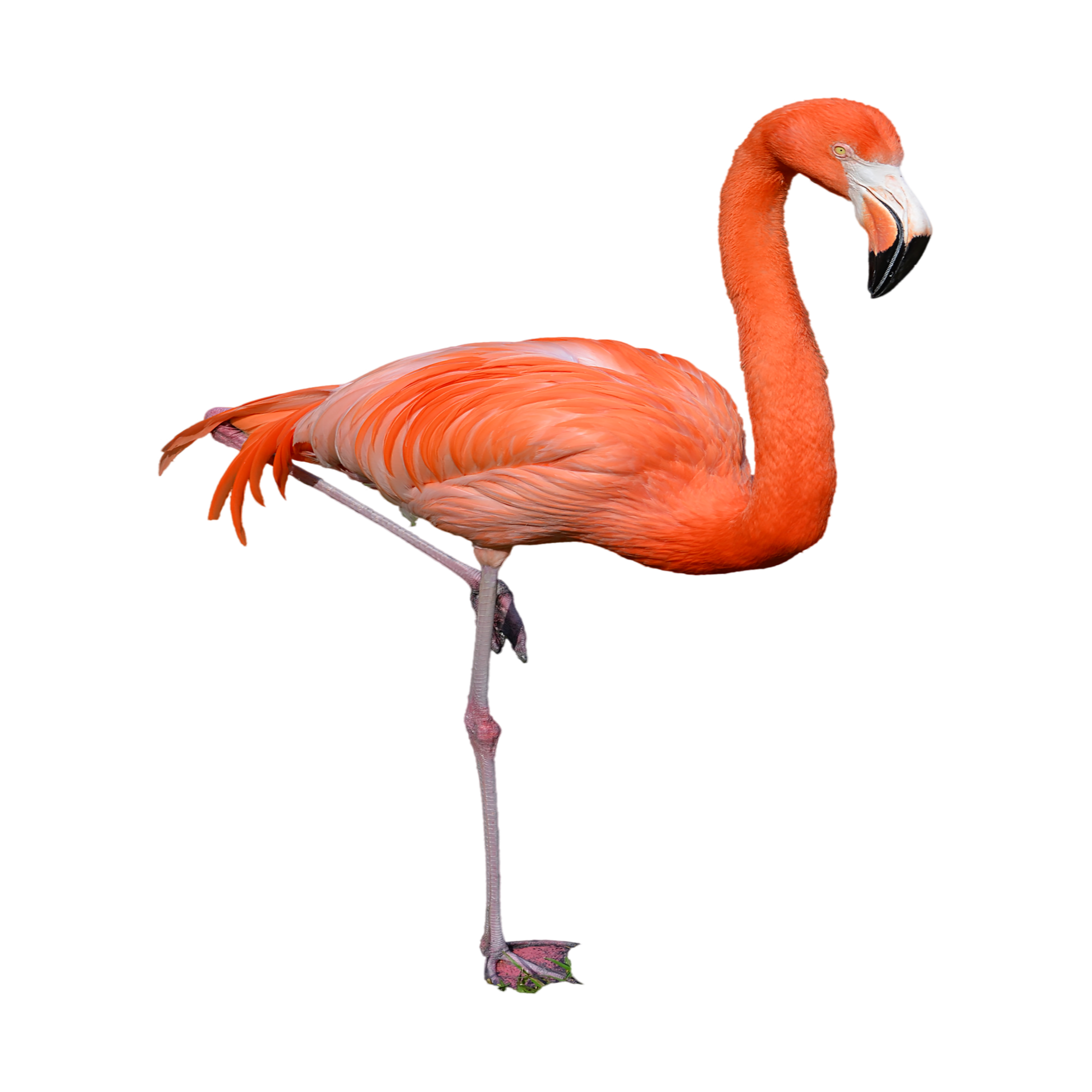 Flamingo Transparent Photo