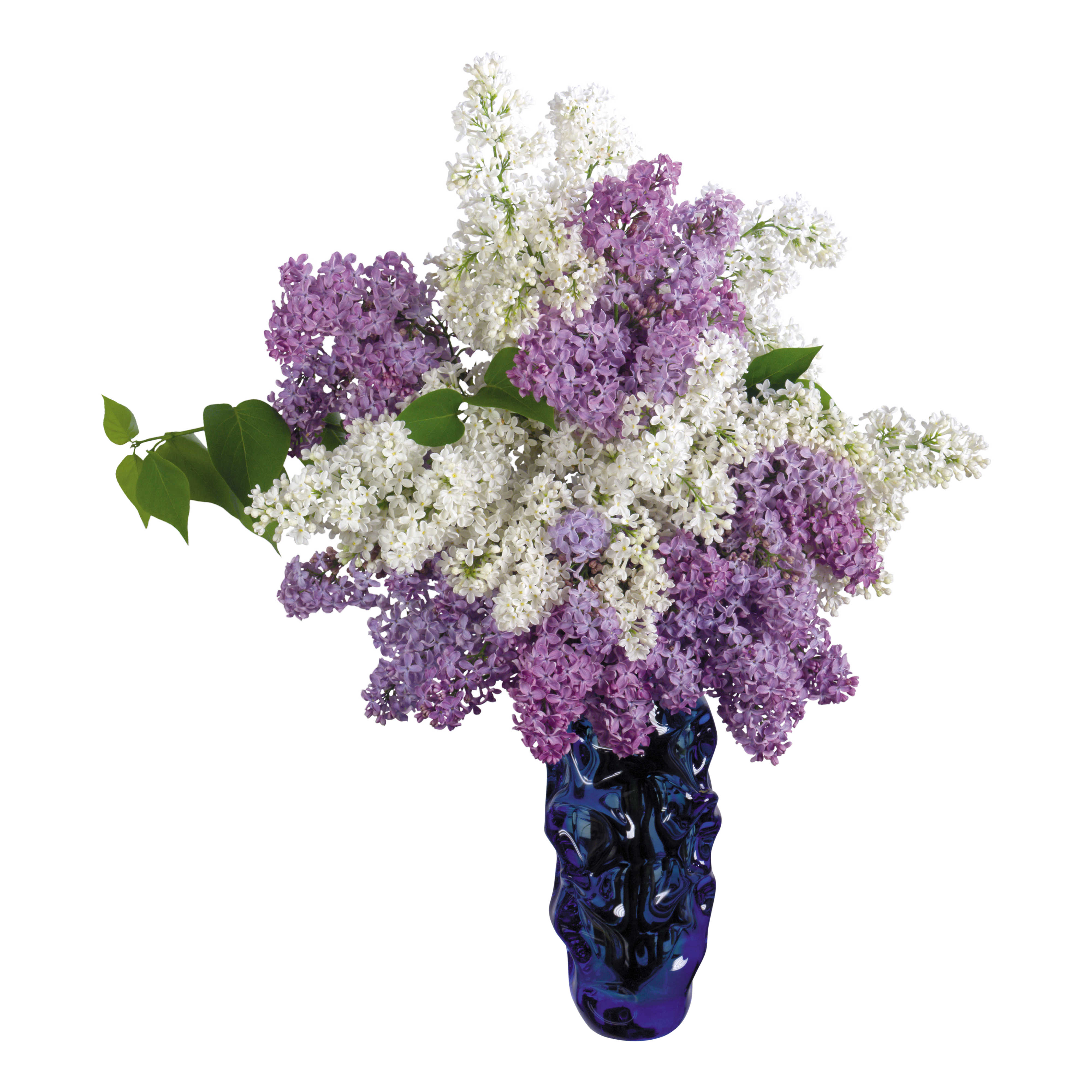 Flower Vase Transparent Photo