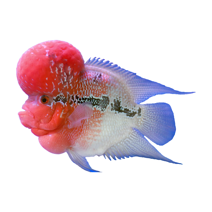 Flowerhorn Fish Transparent Image