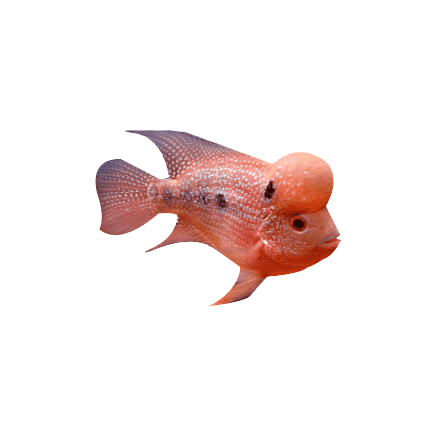 Flowerhorn Fish Transparent Photo