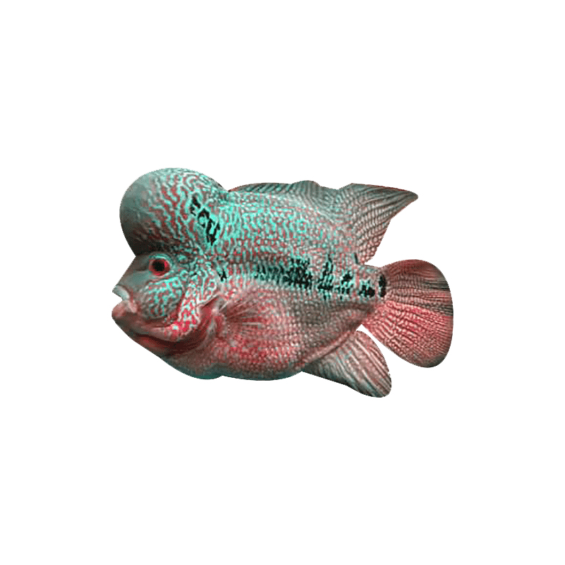 Flowerhorn Fish Transparent Picture