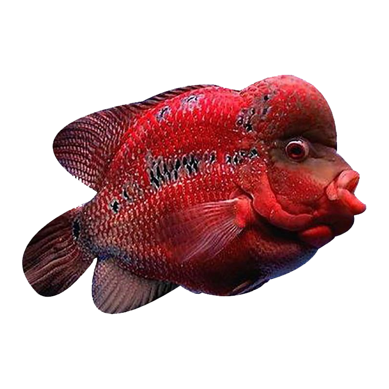 Flowerhorn Fish Transparent Clipart