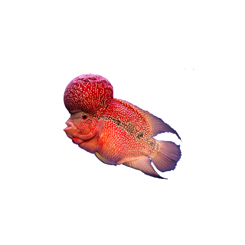 Flowerhorn Fish Transparent Gallery