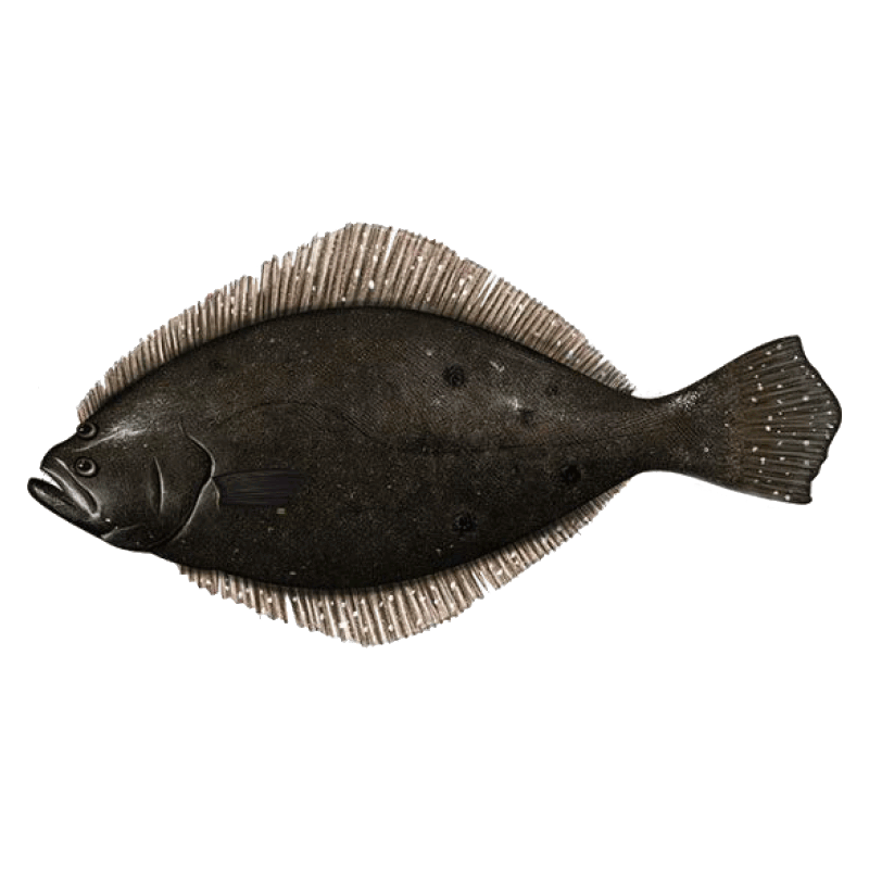 Fluke Fish Transparent Image