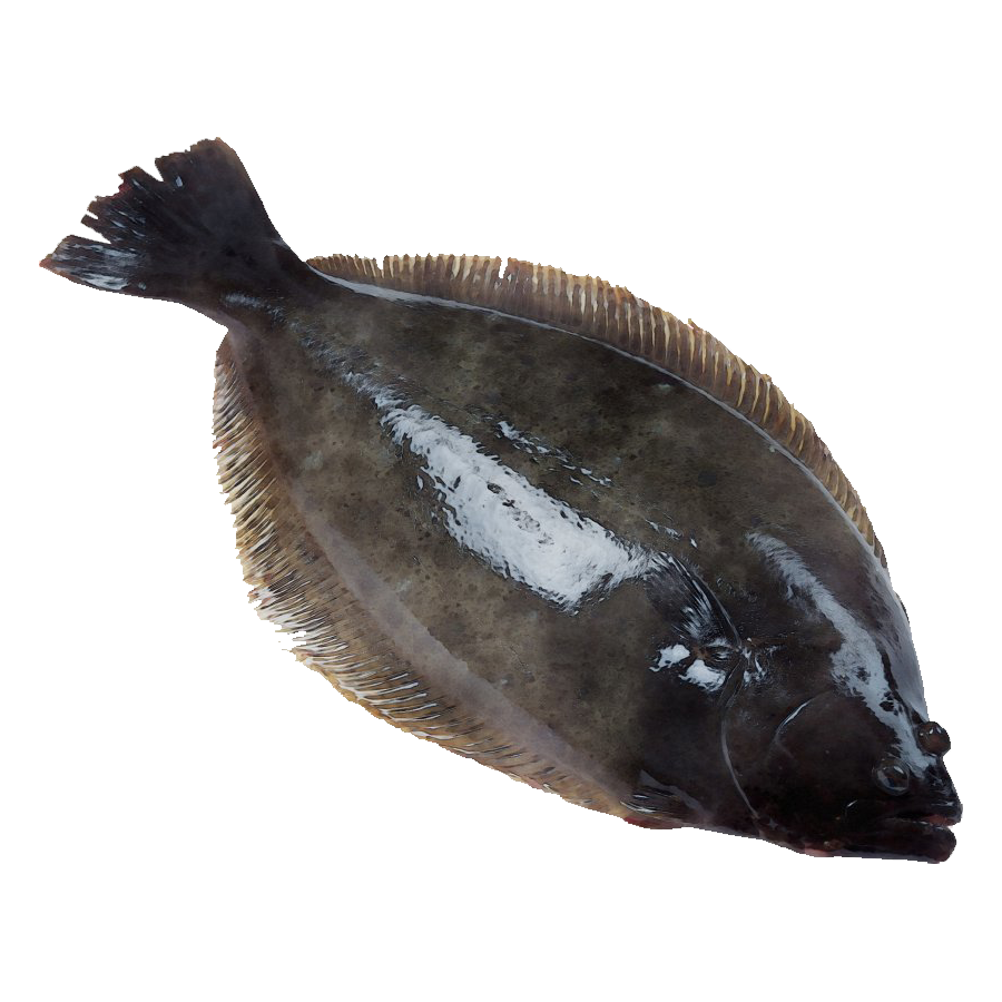 Fluke Fish Transparent Picture