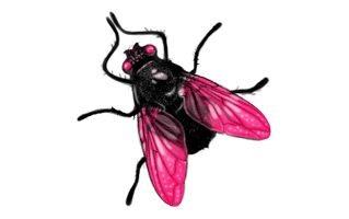 Fly PNG