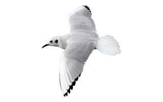 Flying Bird PNG